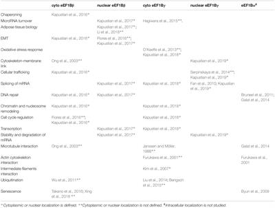 Non-translational Connections of eEF1B in the Cytoplasm and Nucleus of Cancer Cells